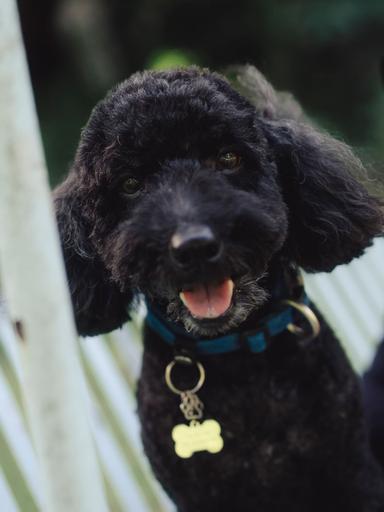 Truffle